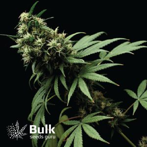 AK Feminized Seeds (Bulk Seeds Guru)