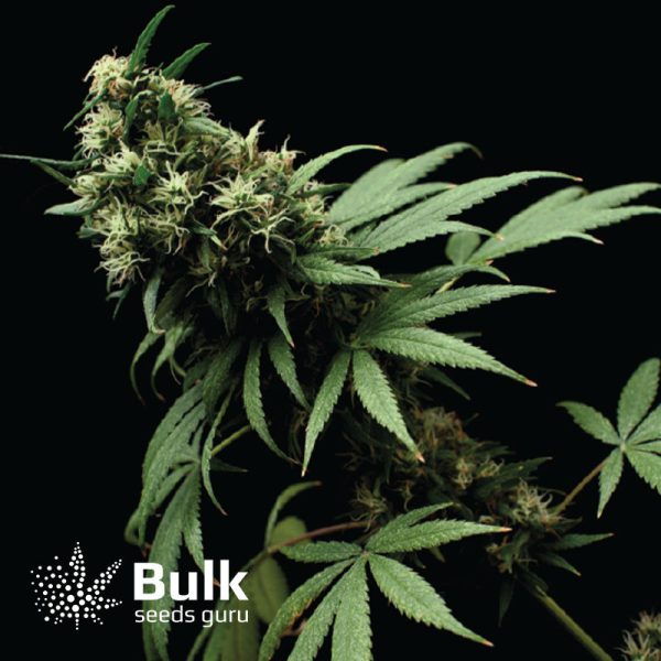 AK Feminized Seeds (Bulk Seeds Guru)