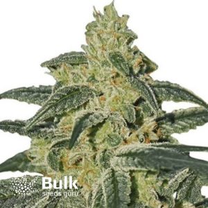 Afghan Hash Plant Feminized Seeds (Bulk Seeds Guru) - ELITE STRAIN