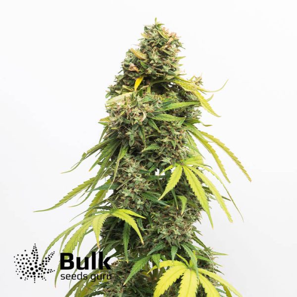 Banana Kush Feminized Seeds (Bulk Seeds Guru)