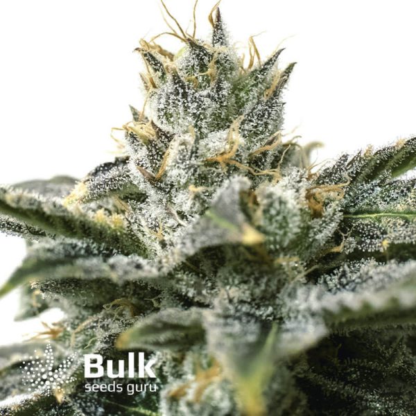 Banana Punch Feminized Seeds (Bulk Seeds Guru)