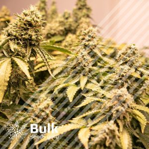 Blueberry Feminized Seeds (Bulk Seeds Guru)