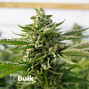 Bruce Banner Regular Seeds (Bulk Seeds Guru) - ELITE STRAIN *While Supplies Last*