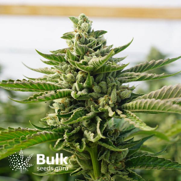 Bruce Banner Regular Seeds (Bulk Seeds Guru) - ELITE STRAIN *While Supplies Last*