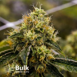 Critical Mass Feminized Seeds (Bulk Seeds Guru)