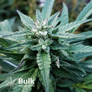 Double Down Regular Seeds (Bulk Seeds Guru) *While Supplies Last*