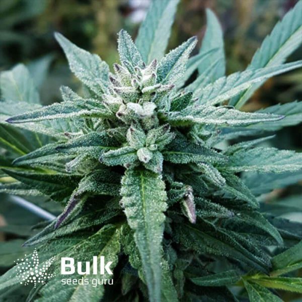 Double Down Regular Seeds (Bulk Seeds Guru) *While Supplies Last*