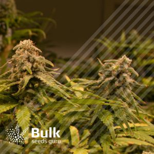 Fruity Pebbles Feminized Seeds (Bulk Seeds Guru)