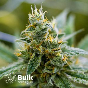 GG#4 FEMINIZED Seeds (Bulk Seeds Guru)