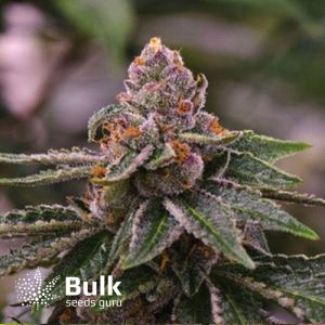 Gelato Feminized Seeds (Bulk Seeds Guru) - ELITE STRAIN