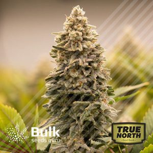 Green Crack Feminized Seeds (Bulk Seeds Guru) - ELITE STRAIN