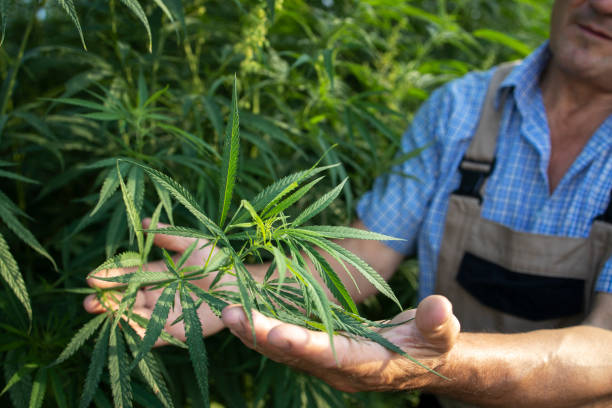 Growing cannabis or hemp plants for alternative medicine. Close up view of agronomist's hands checking plant quality.