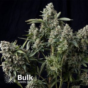King TUT Feminized Seeds (Bulk Seeds Guru) - ELITE STRAIN