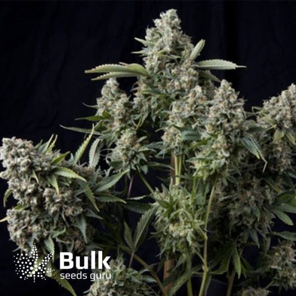 King TUT Feminized Seeds (Bulk Seeds Guru) - ELITE STRAIN