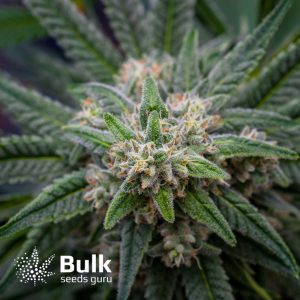 Kryptonite Kush Fast Feminized Seeds (Bulk Seeds Guru)