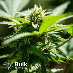 Kushy Kush Feminized Seeds (Bulk Seeds Guru)