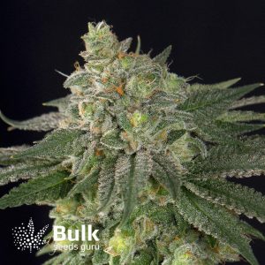 ObiWan Kush Feminized Seeds (Bulk Seeds Guru) - ELITE STRAIN