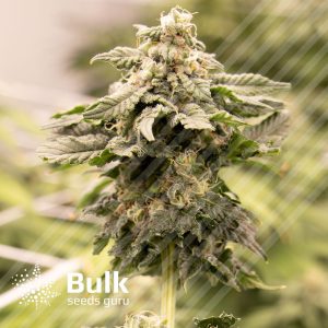 Pure Kush Feminized Seeds (Bulk Seeds Guru)