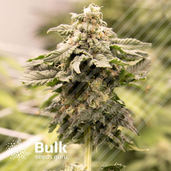 Pure Kush Feminized Seeds (Bulk Seeds Guru)
