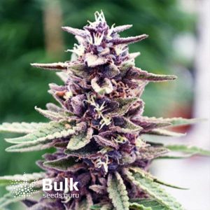 Purpura Uno CBD Regular Seeds (Bulk Seeds Guru) *While Supplies Last*