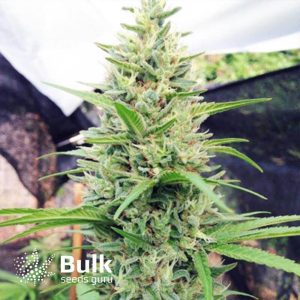 Spirit Quest Regular Seeds (Bulk Seeds Guru) *While Supplies Last*