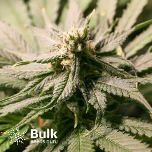 Strawberry Banana Cheese Feminized Seeds (Bulk Seeds Guru)