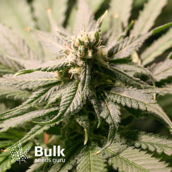 Strawberry Banana Cheese Feminized Seeds (Bulk Seeds Guru)