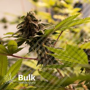 Strawberry Banana Feminized Seeds (Bulk Seeds Guru) - ELITE STRAIN