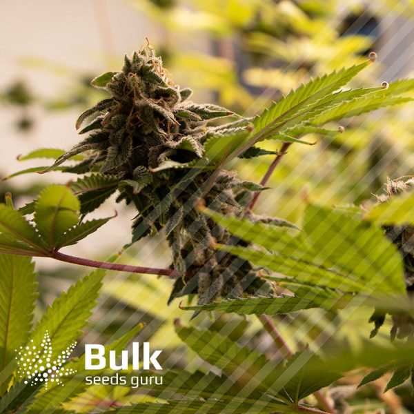 Strawberry Banana Feminized Seeds (Bulk Seeds Guru) - ELITE STRAIN
