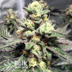 Strawberry Sunset Regular Seeds (Bulk Seeds Guru) *While Supply Lasts*