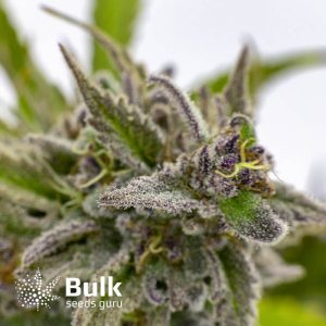 The True OG Feminized Seeds (Bulk Seeds Guru) - ELITE STRAIN