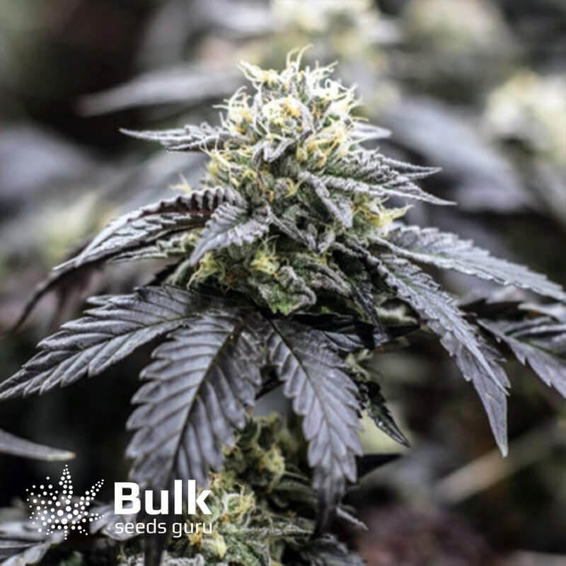Thin Mints Regular Seeds (Bulk Seeds Guru) *While Supplies Last*