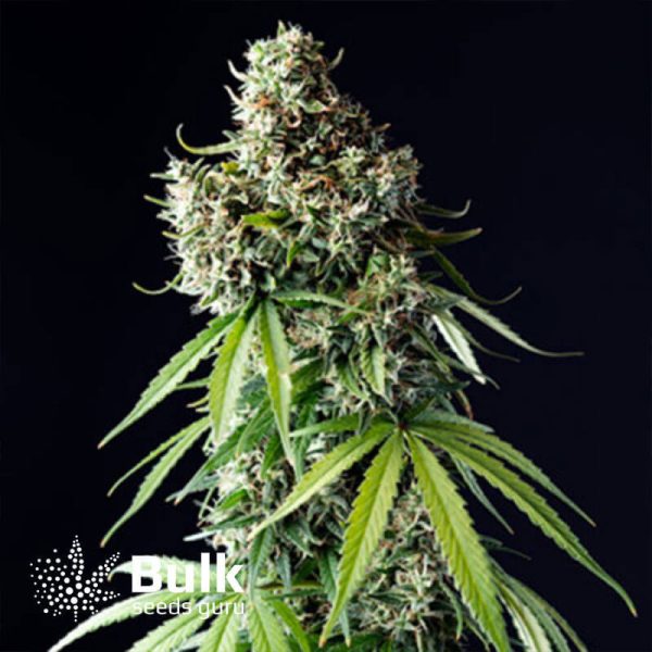 Trainwreck Feminized Seeds (Bulk Seeds Guru)