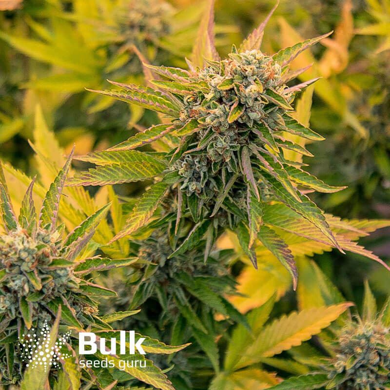 Wedding Cake Feminized Seeds (Bulk Seeds Guru) - ELITE STRAIN
