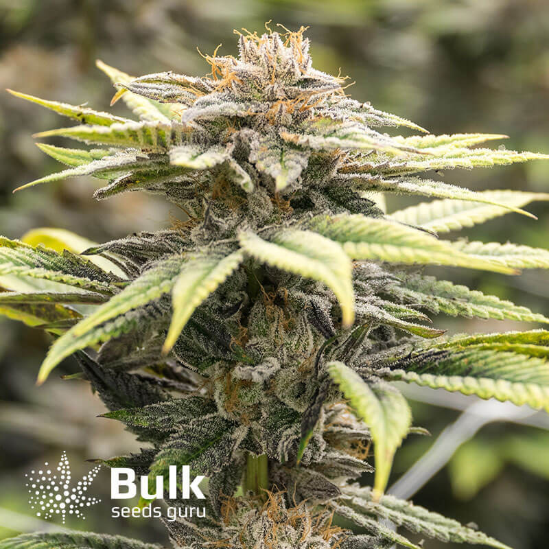 Zkittlez Glue Feminized Seeds (Bulk Seeds Guru) - ELITE STRAIN