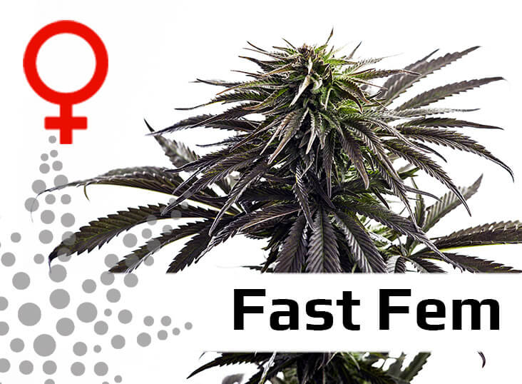 bulkseedsguru fast fem bulkseedsguru fast fem