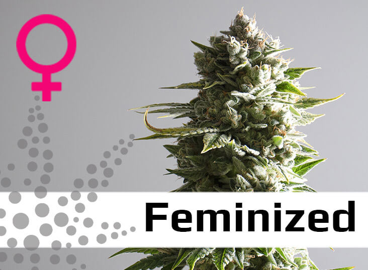 bulkseedsguru feminized bulkseedsguru feminized
