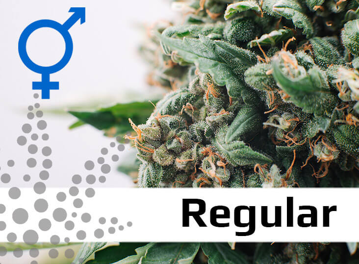bulkseedsguru regular bulkseedsguru regular